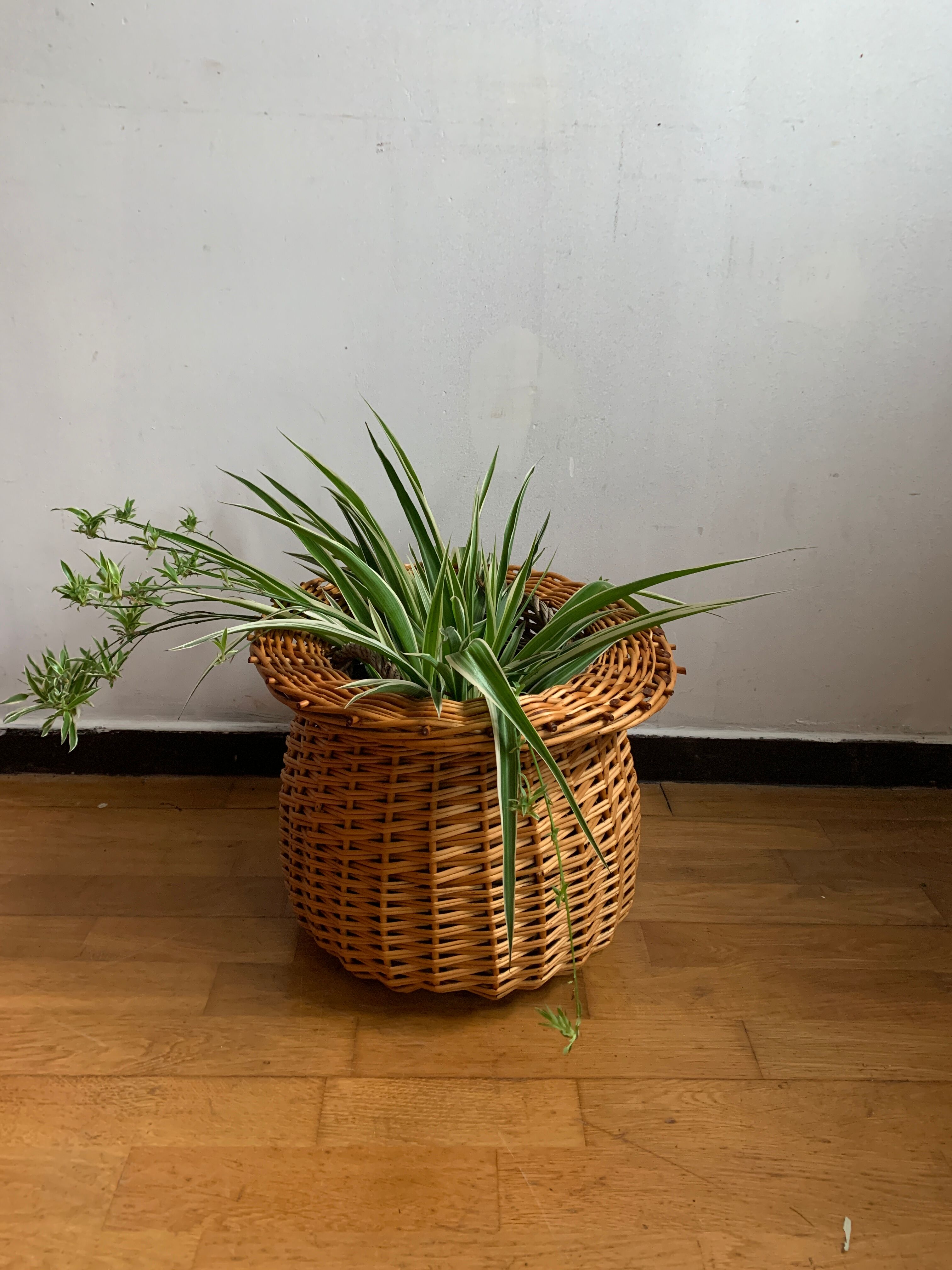 Basket hides wicker pot