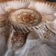 Vintage French Oyster Plate in Majolica from Longchamp