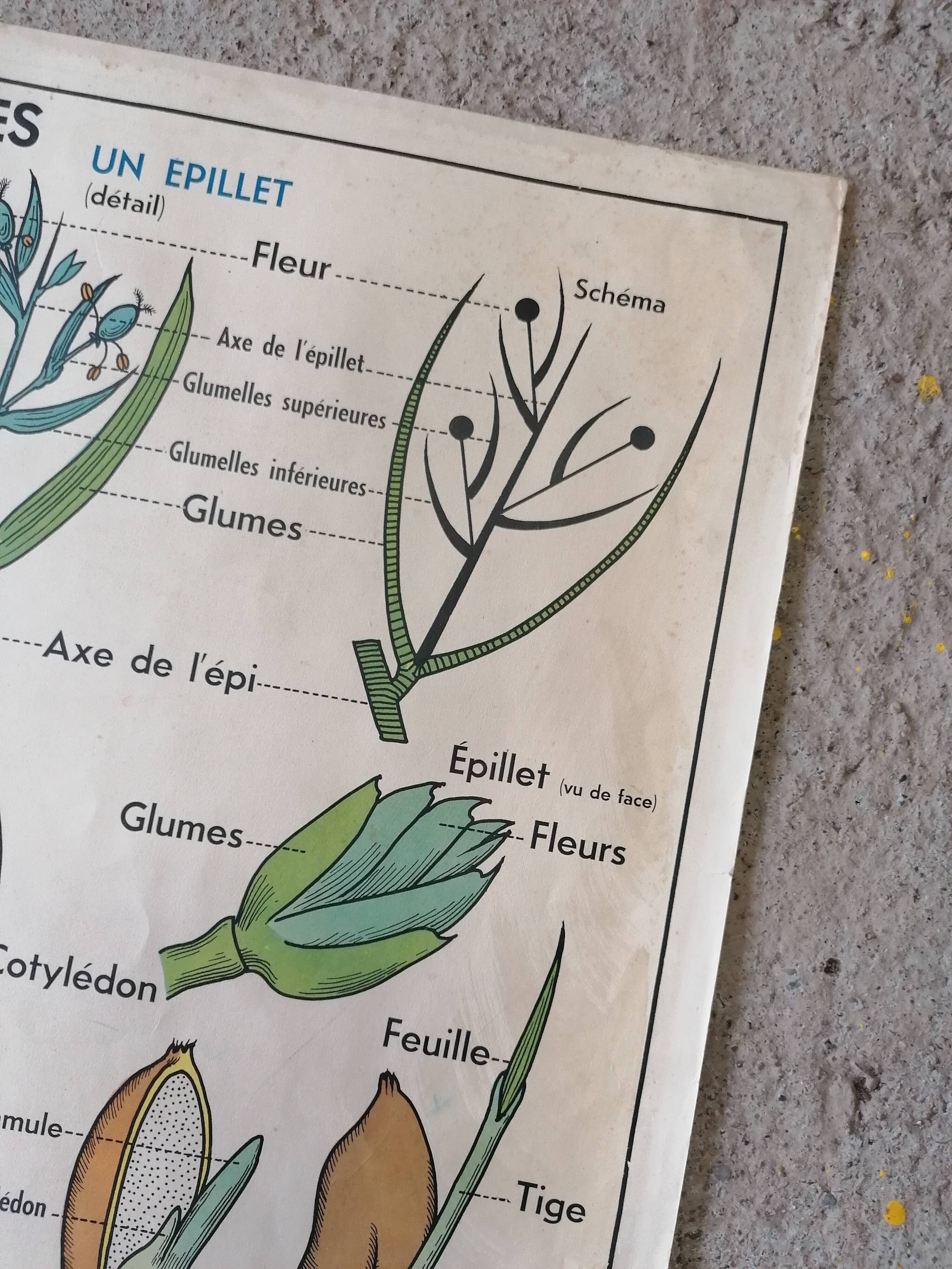 Old MDI school poster: Plants without flowers & Wheat, grasses.