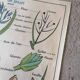 Old MDI school poster: Plants without flowers & Wheat, grasses.