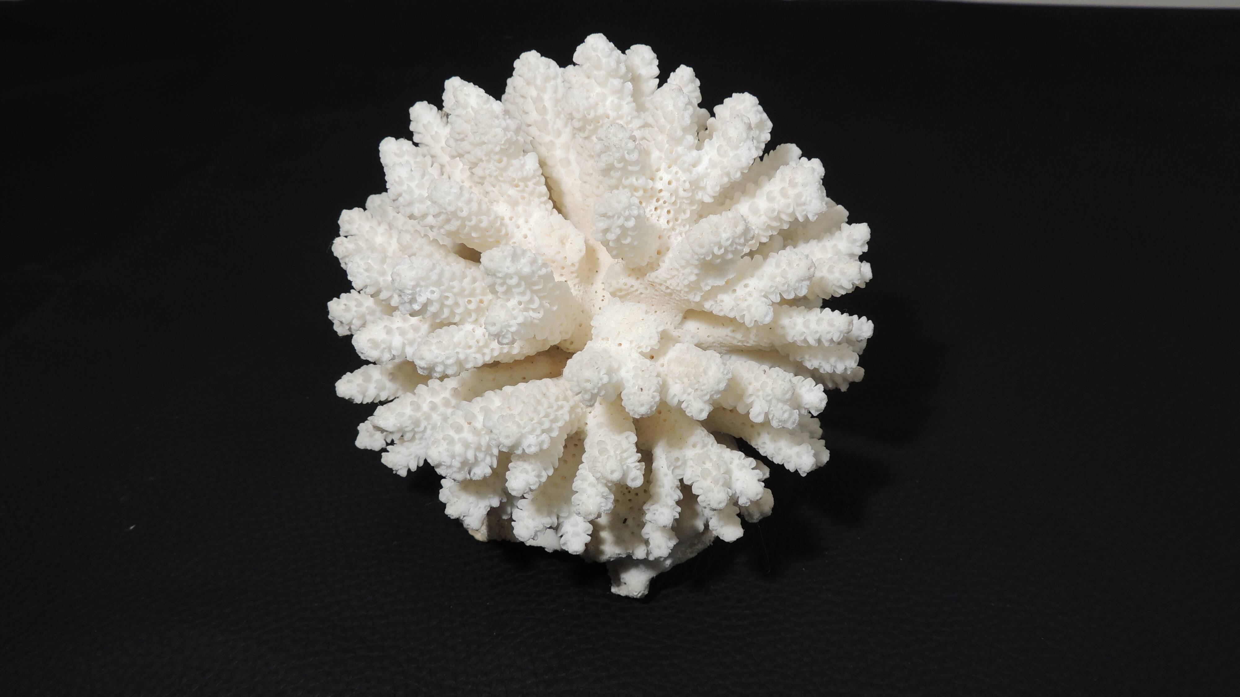 Sea coral cluster white/vintage