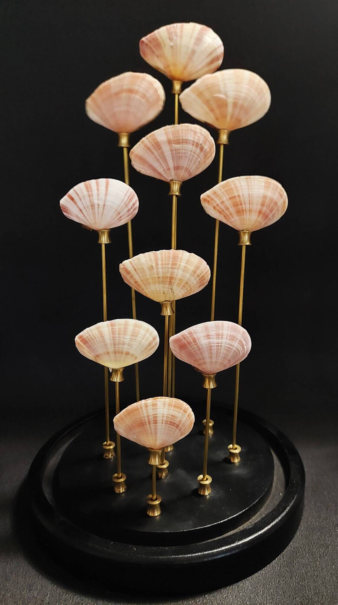 Cabinet de Curiosités globe aux coquillages tellina radiata