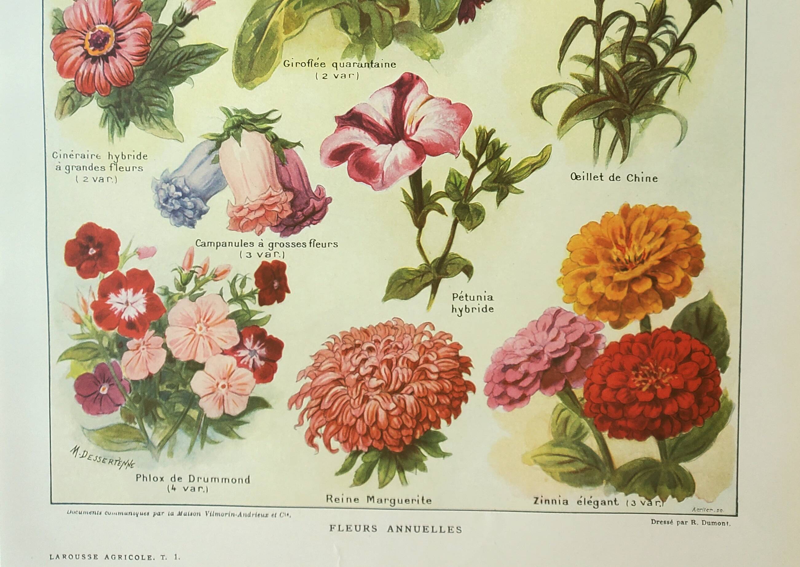 Antique engraving 1922, Annual flowers, botany, garden • Lithograph, original illustration