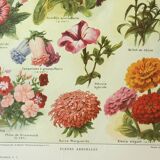 Antique engraving 1922, Annual flowers, botany, garden • Lithograph, original illustration