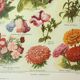 Gravure ancienne 1922, Fleurs annuelles, botanique, jardin • Lithographie, illustration originale