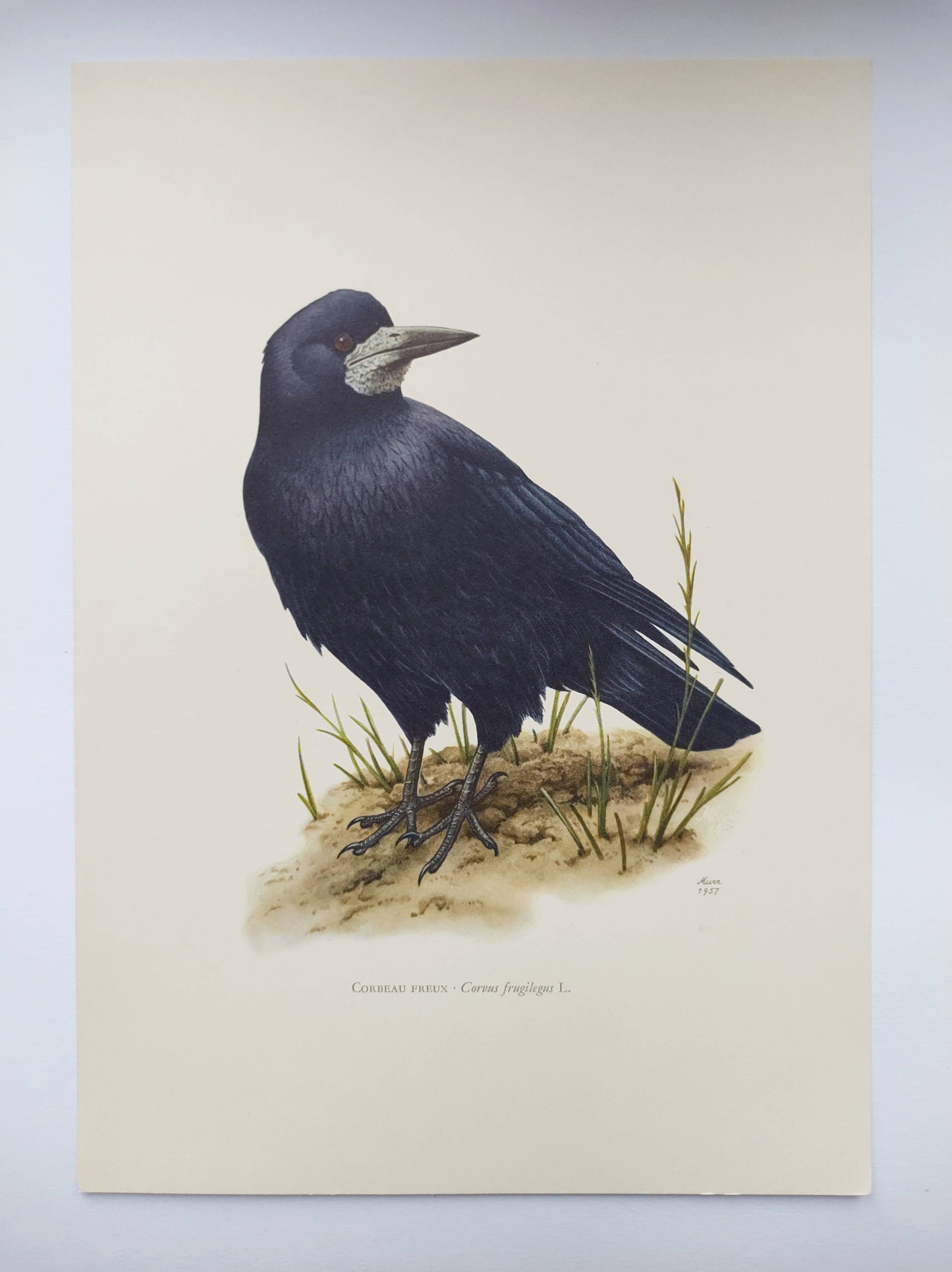 Old vintage bird board from the 60s 🐦 Crow Rook 🦜 Ornithological illustration