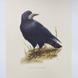 Old vintage bird board from the 60s 🐦 Crow Rook 🦜 Ornithological illustration
