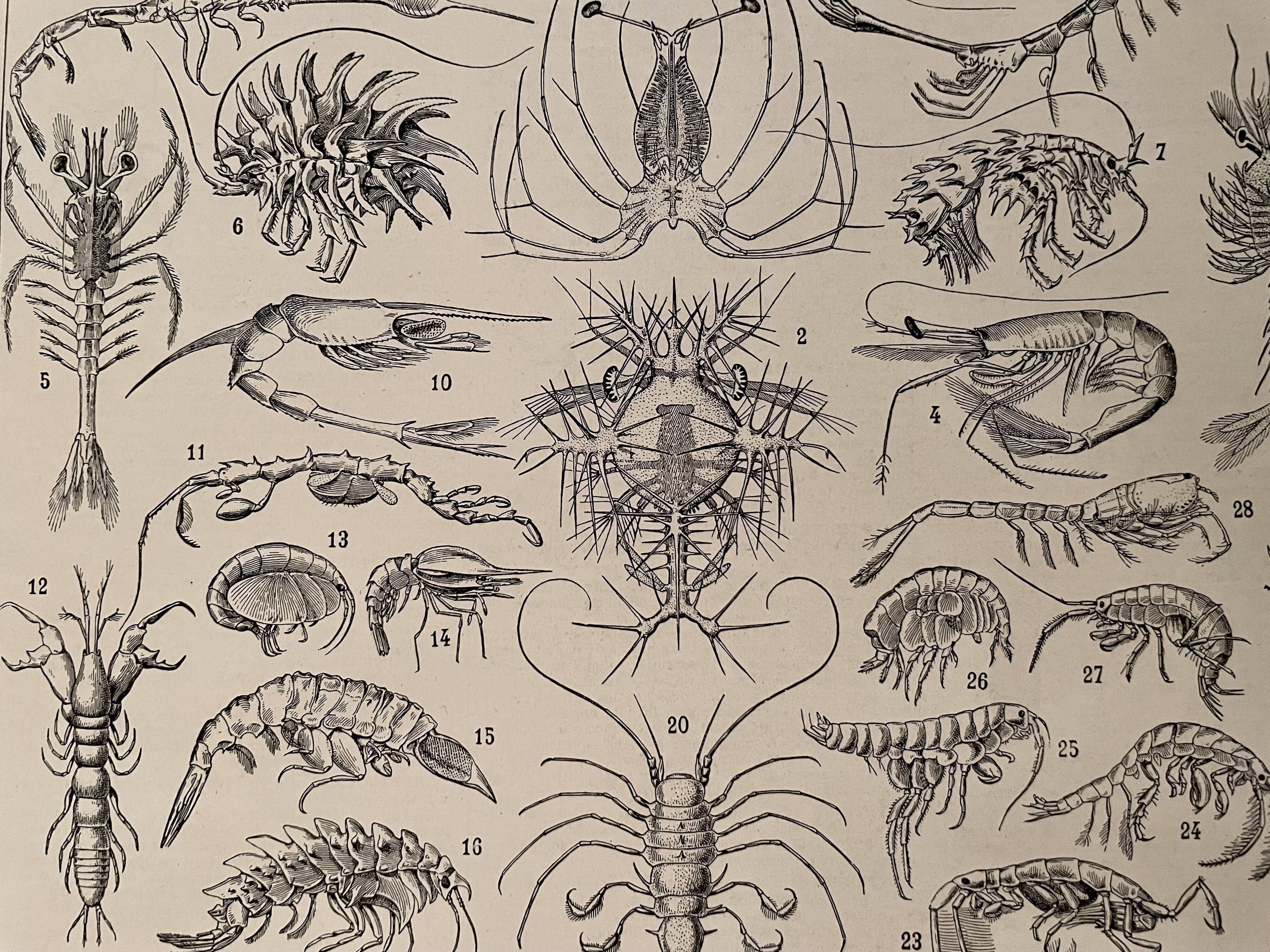 Lithograph on crustaceans - 1930