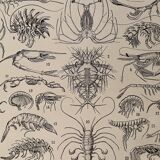 Lithograph on crustaceans - 1930