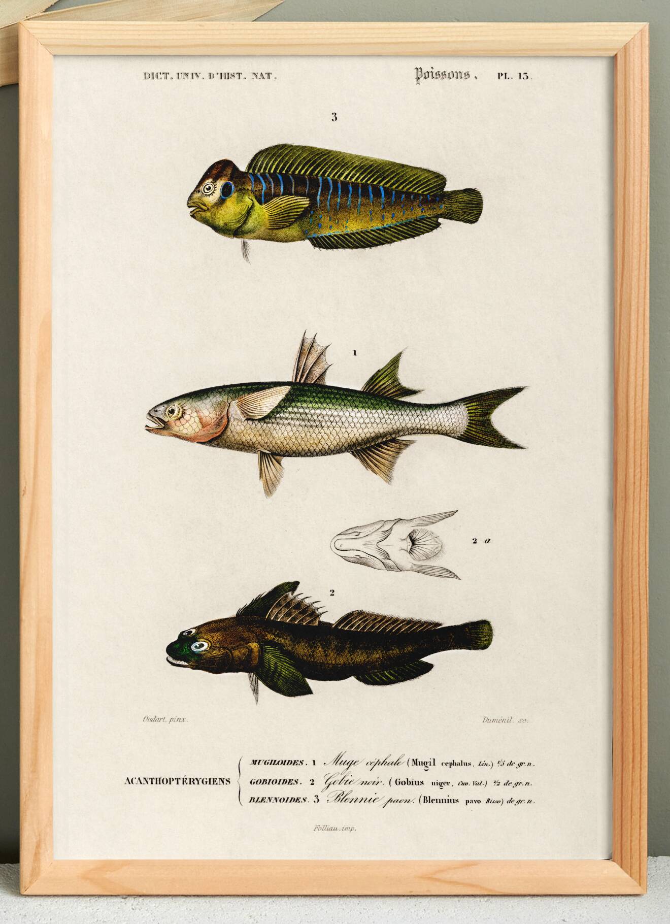 Poster about marine fish (mullet, goby and blenny)