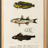 Poster about marine fish (mullet, goby and blenny)