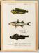 Affiche sur les poissons marins (mulet, gobie et blennie)