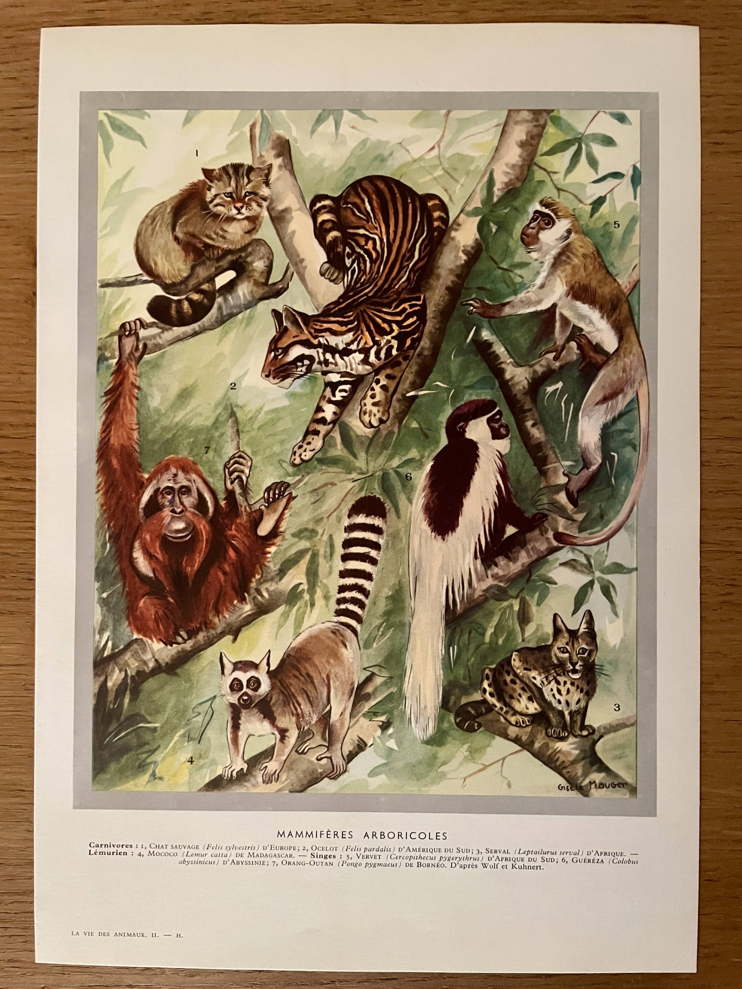 Illustrated plate on arboreal mammals (cats, monkeys, lemurs) – 1950