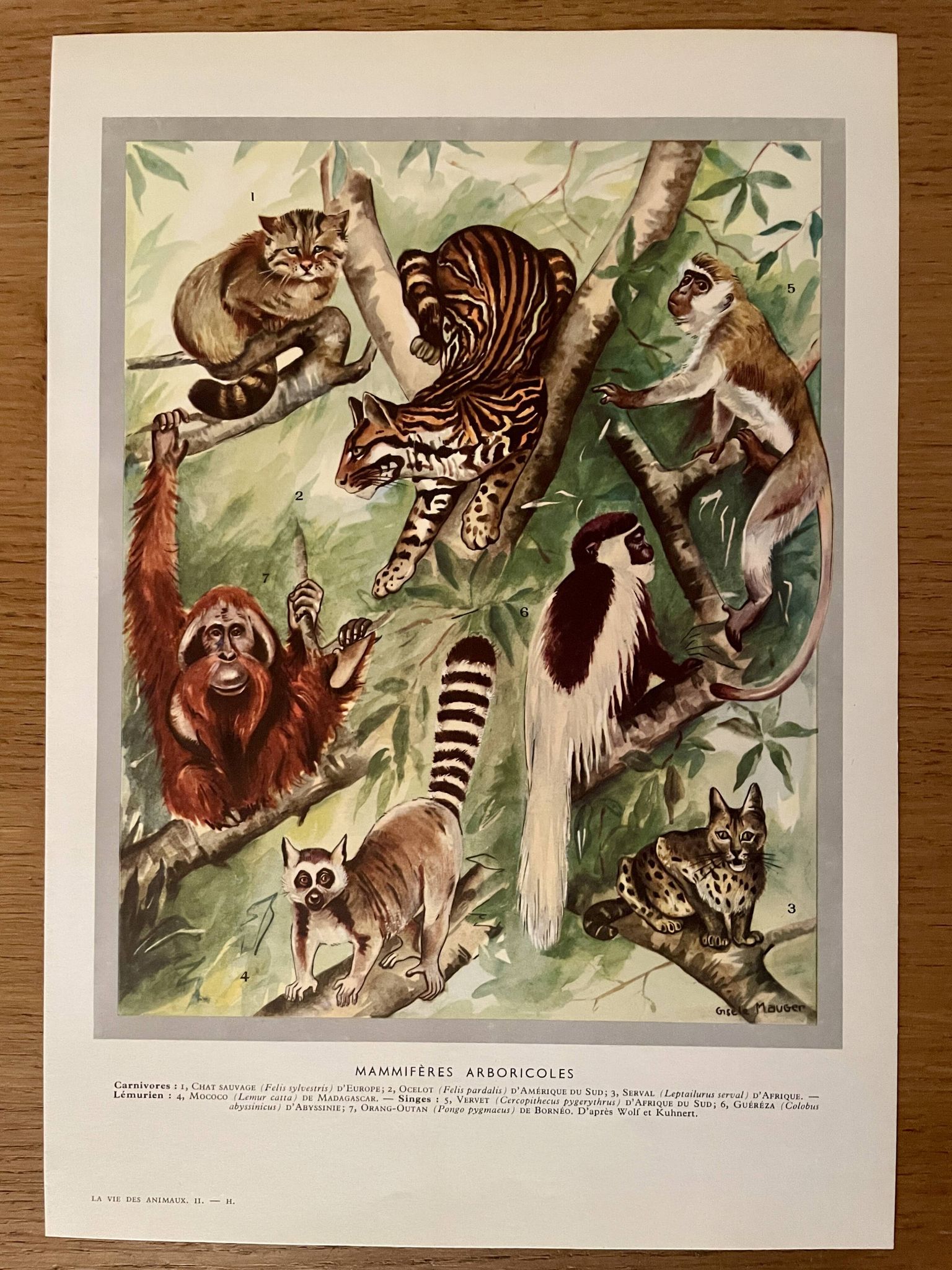Planche illustrée sur les mammifères arboricoles, 1950