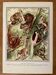 Illustrated plate on arboreal mammals (cats, monkeys, lemurs) – 1950