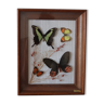 Frame naturalized butterflies