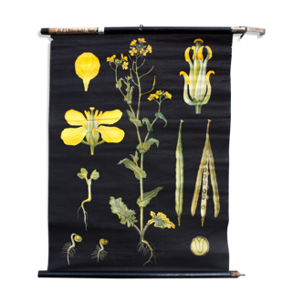 Educational poster yellow plant