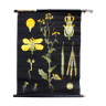Affiche pédagogique plante jaune