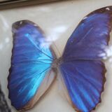Butterfly under glass bresil