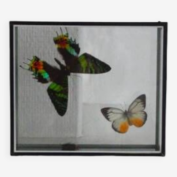 Cadre vitrine papillons