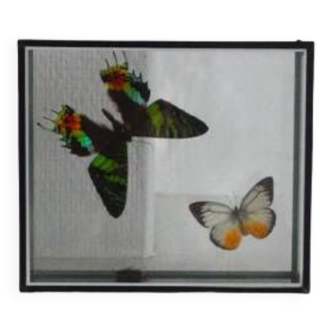 Butterflies display frame