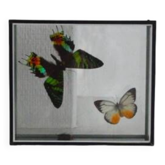 Cadre vitrine papillons