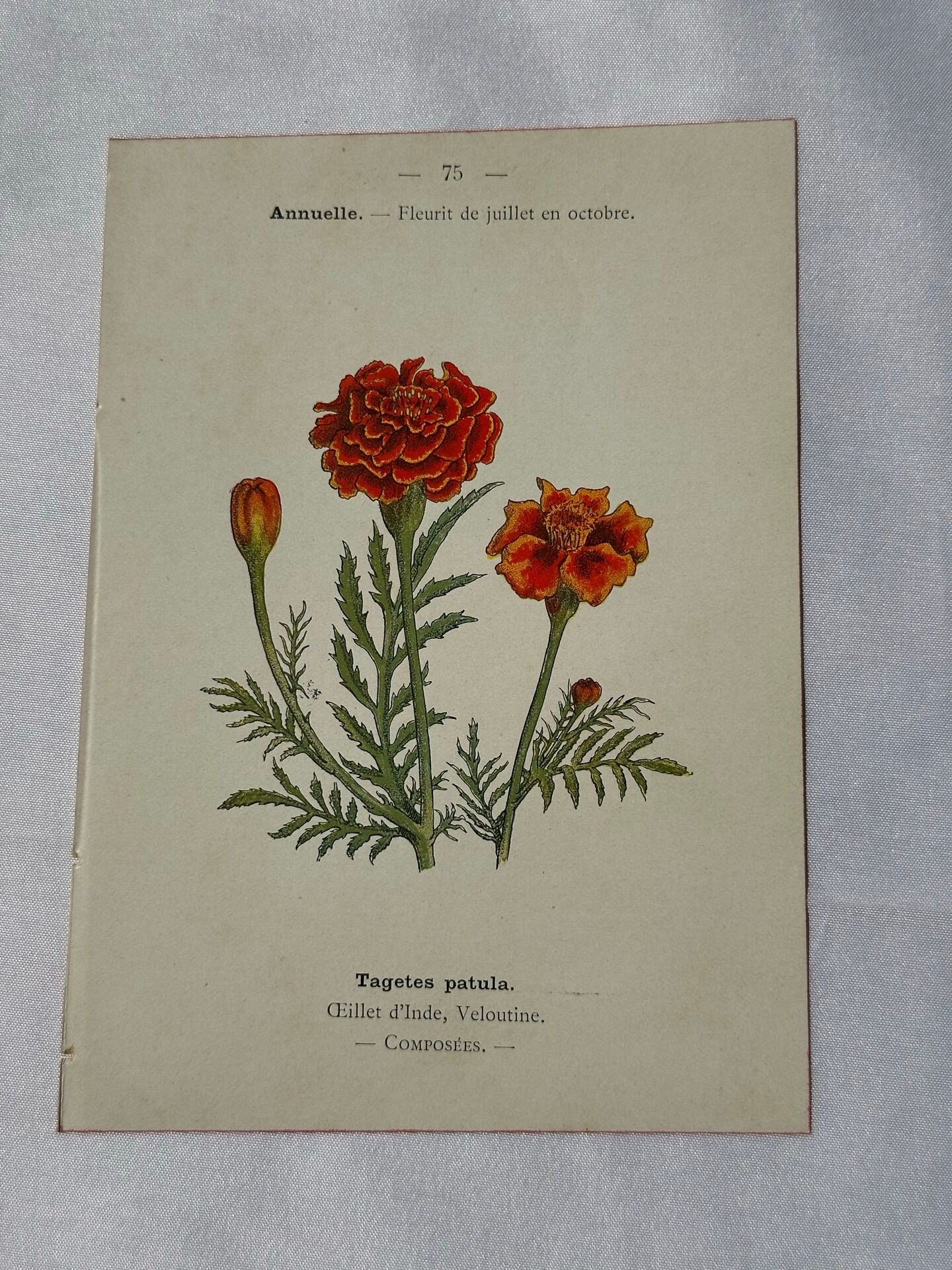 Planche Botanique Gravure naturaliste ancienne 19eme recto verso