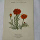 Planche Botanique Gravure naturaliste ancienne 19eme recto verso