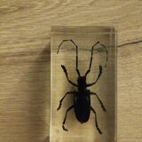 Resin block insect