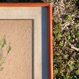 Anncienne gravure botanique rosier