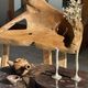 Brown petrified wood coffee table from Indonesia with a double circular top.