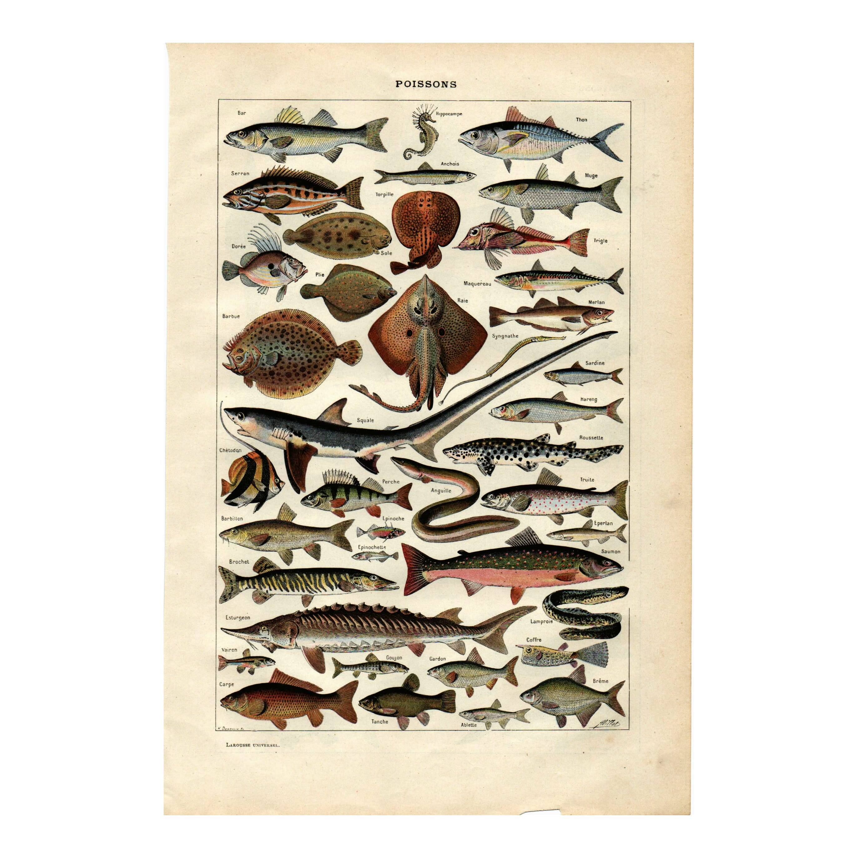 Old engraving 1923 - Fish by A. Millot - Vintage zoological plate