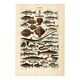 Old engraving 1923 - Fish by A. Millot - Vintage zoological plate