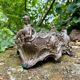 Large silver planter from the Napoleon III period