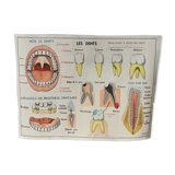 Anatomical school poster