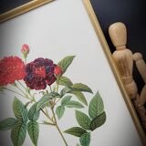 Lithograph under frame Rosier Van Eeden