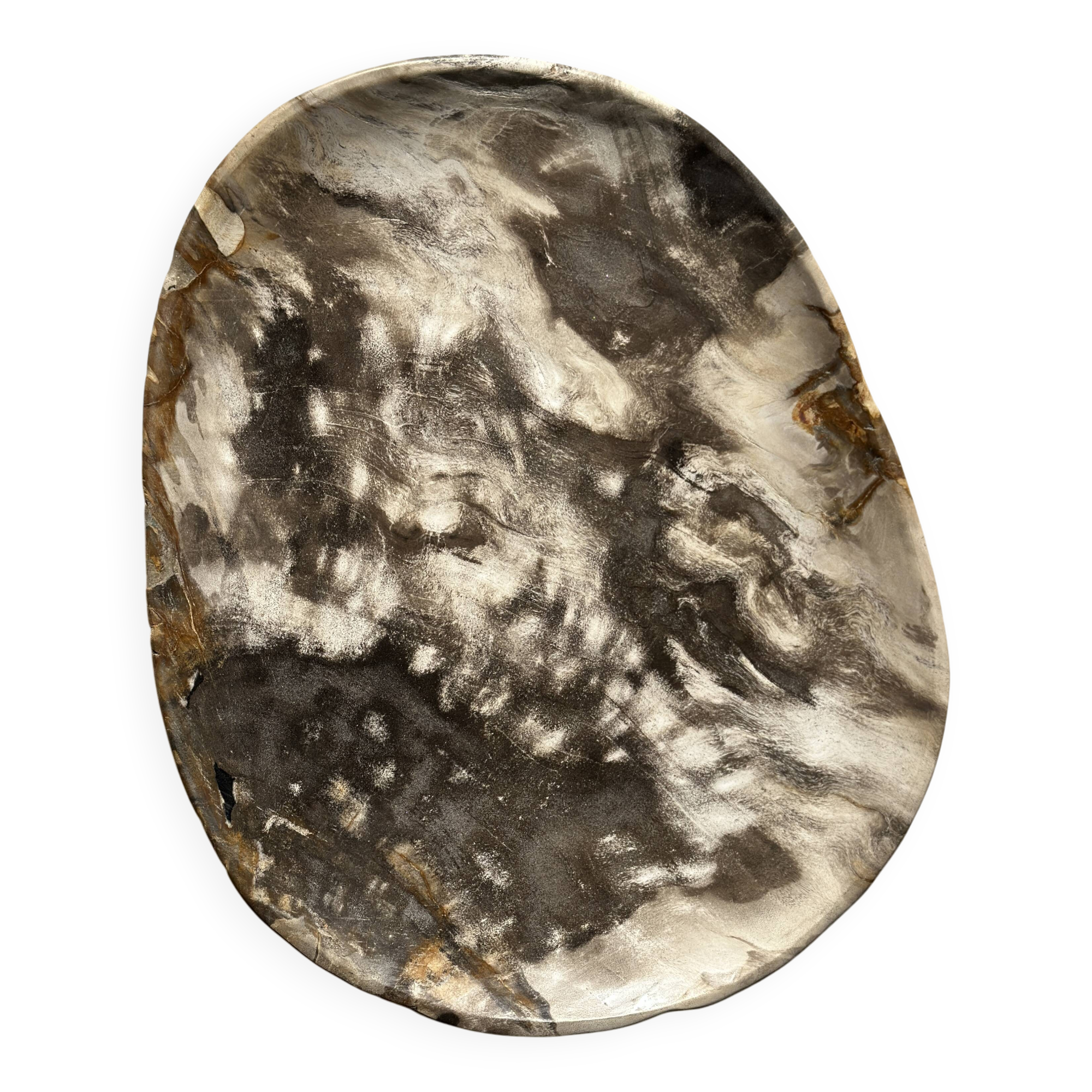 Very large empty pocket or dish in medium light petrified wood 1143