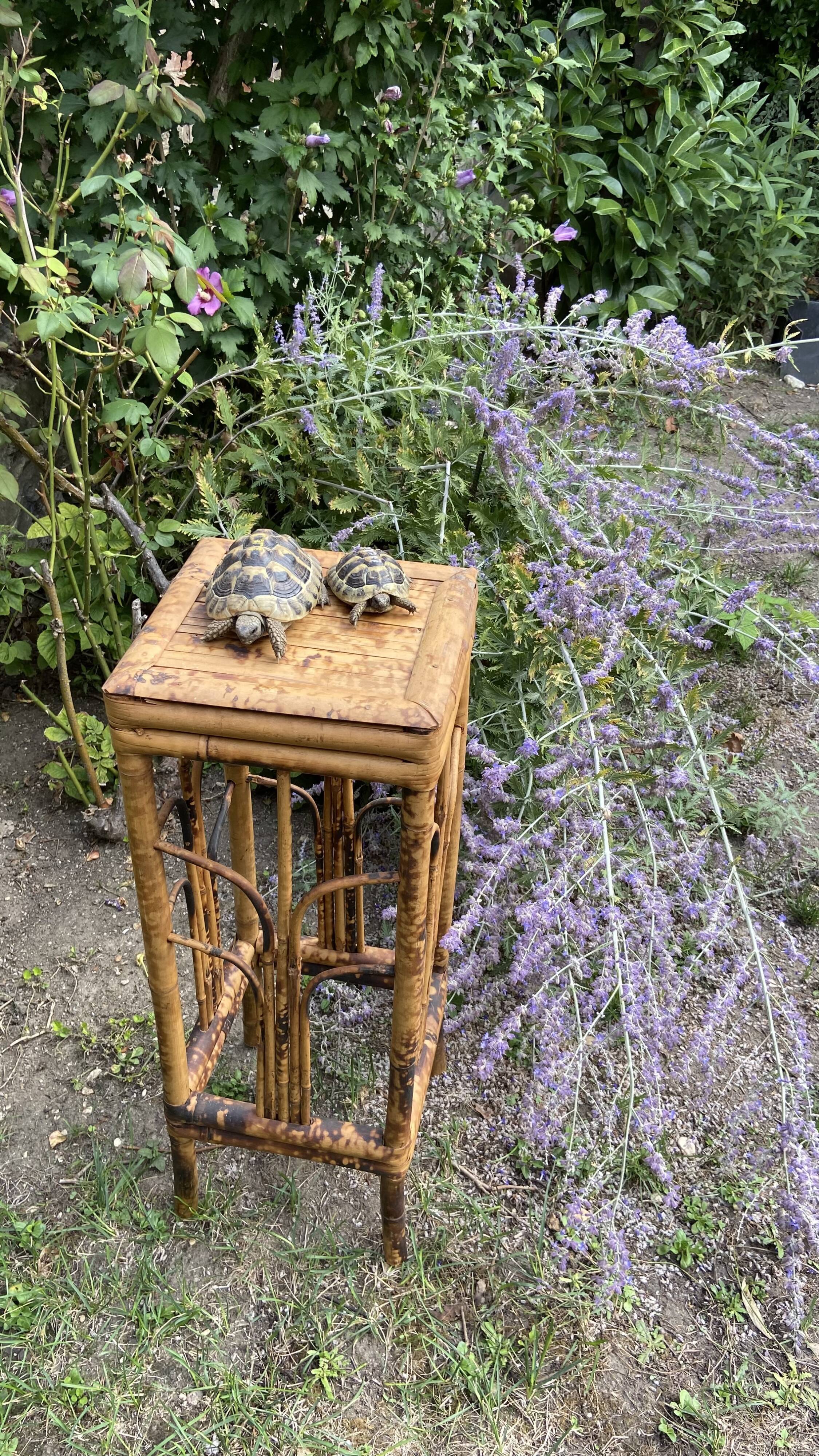 Plant holder or harness in rattan and vintage bamboo