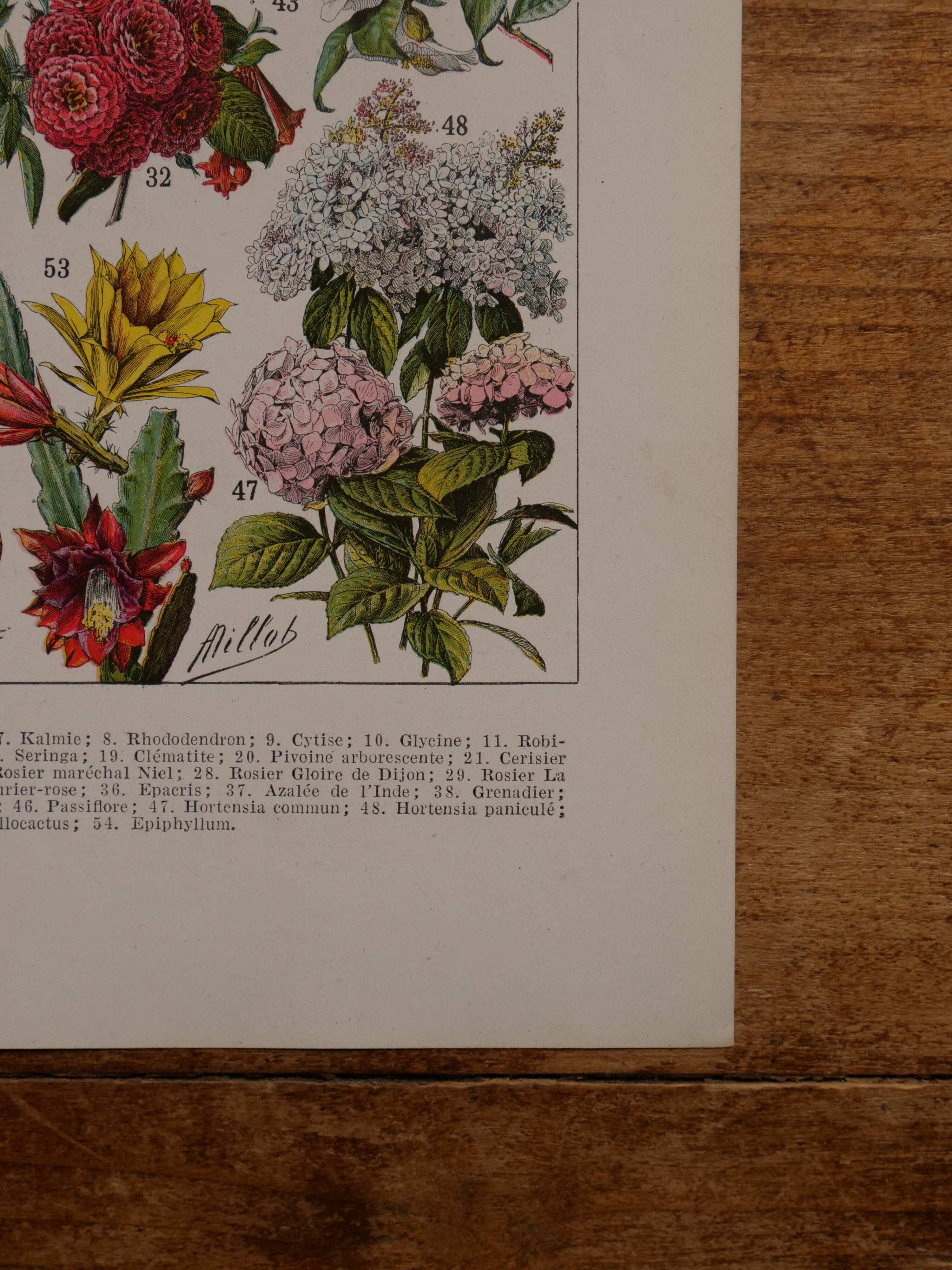 Original lithographs on flowers