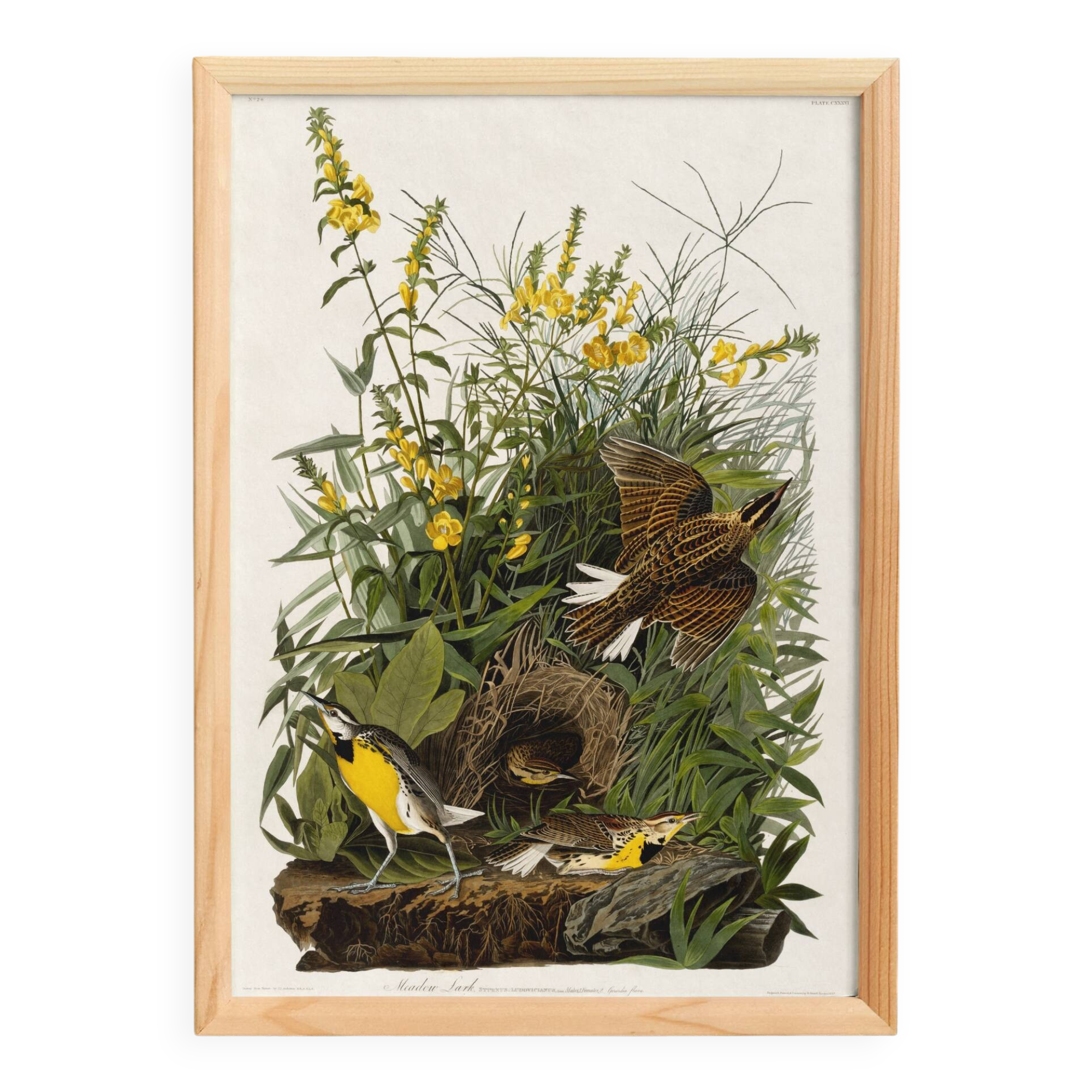 Poster about the Meadow Hypolais, based on an old engraving from 1827.