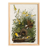 Poster about the Meadow Hypolais, based on an old engraving from 1827.
