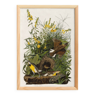 Poster about the Meadow Hypolais, based on an old engraving from 1827.