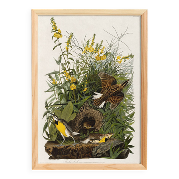 Affiche sur l’Hypolaïs des prés, d’après une gravure ancienne de 1827.