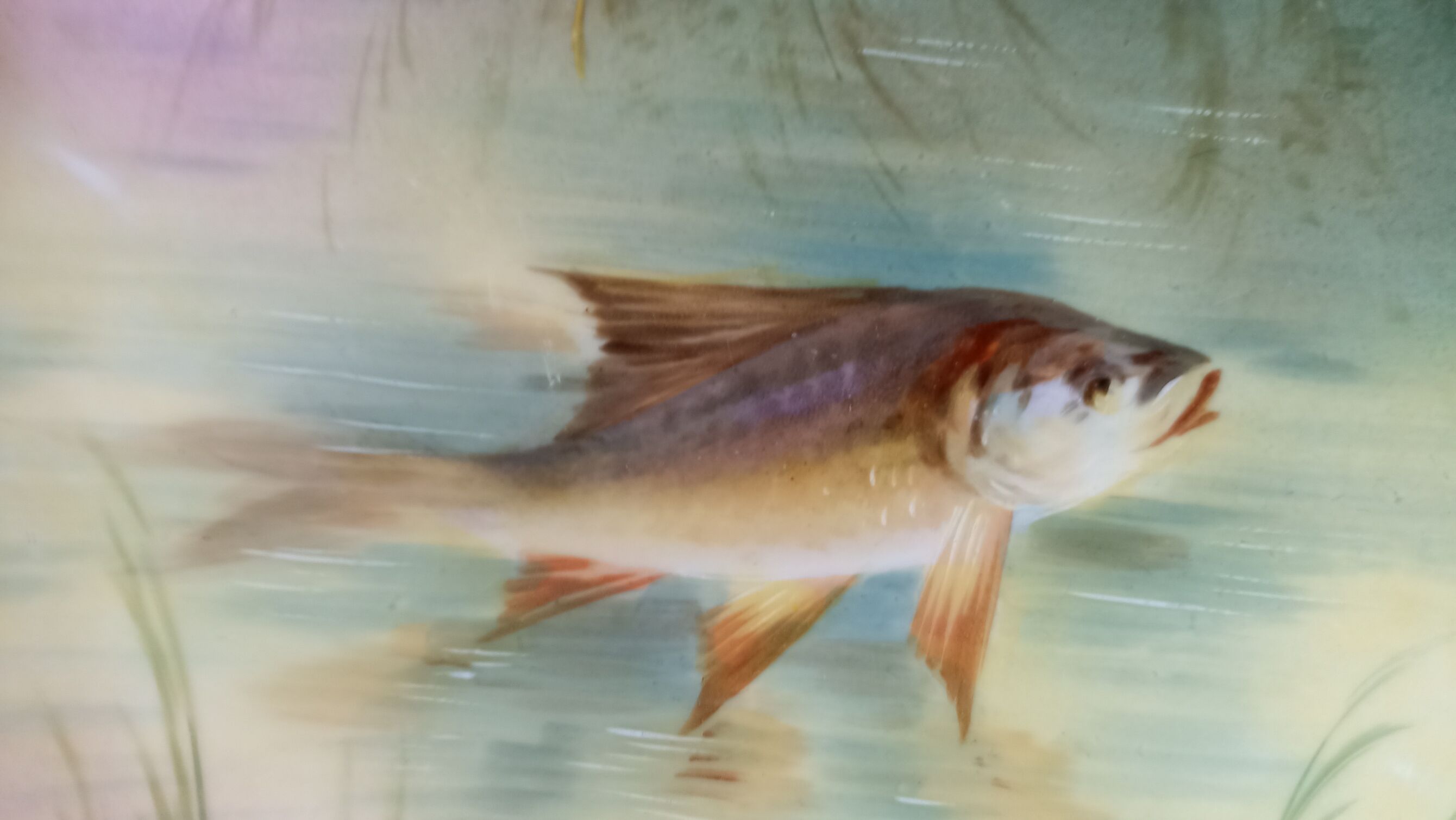 Plate n°1 - Balleroy, Mandavy and de Mavaleix 1904-1908 - fish -