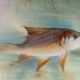 Plate n°1 - Balleroy, Mandavy and de Mavaleix 1904-1908 - fish -