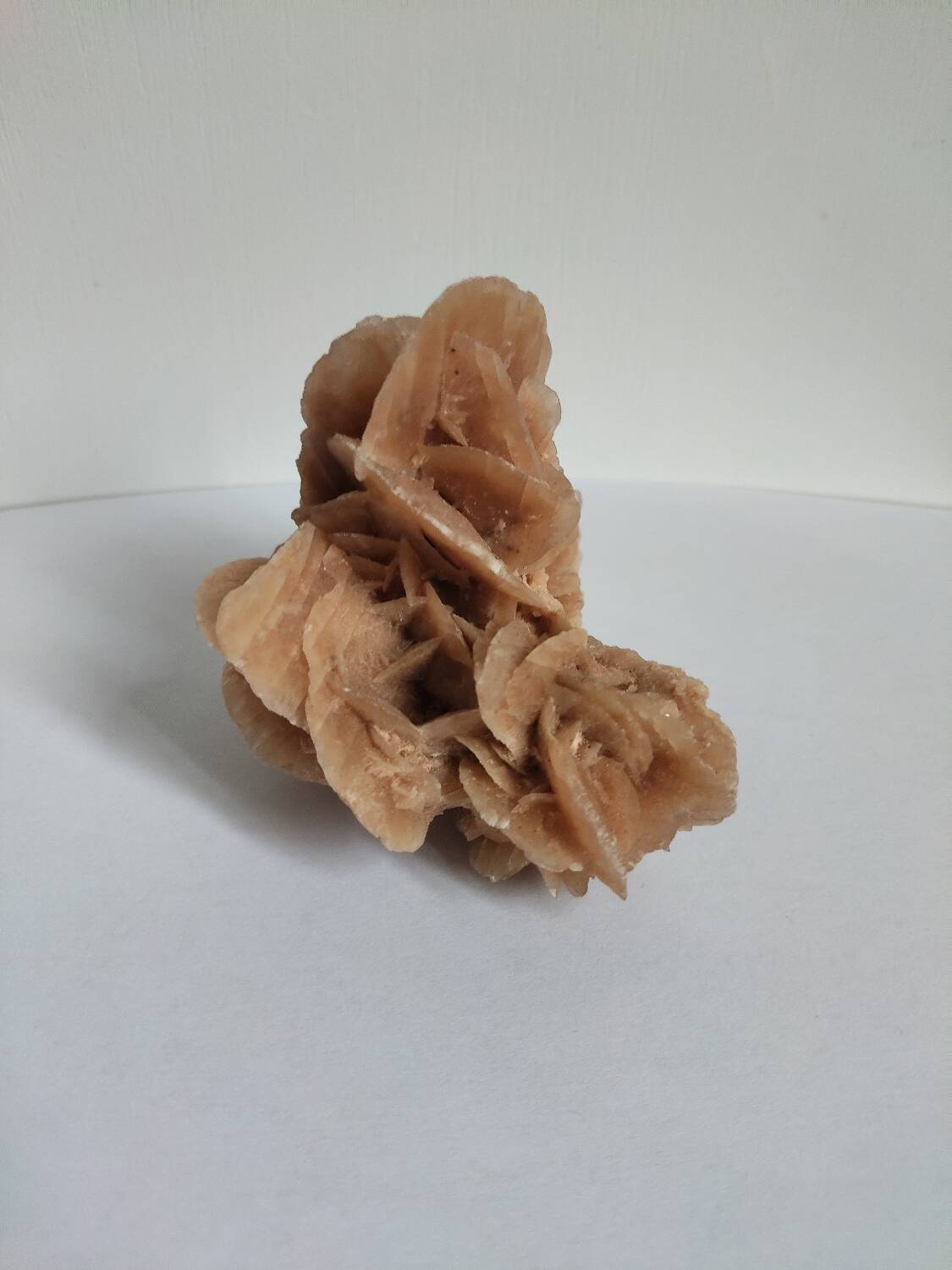 Rose des sables et coquillages marins