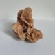 Rose des sables et coquillages marins