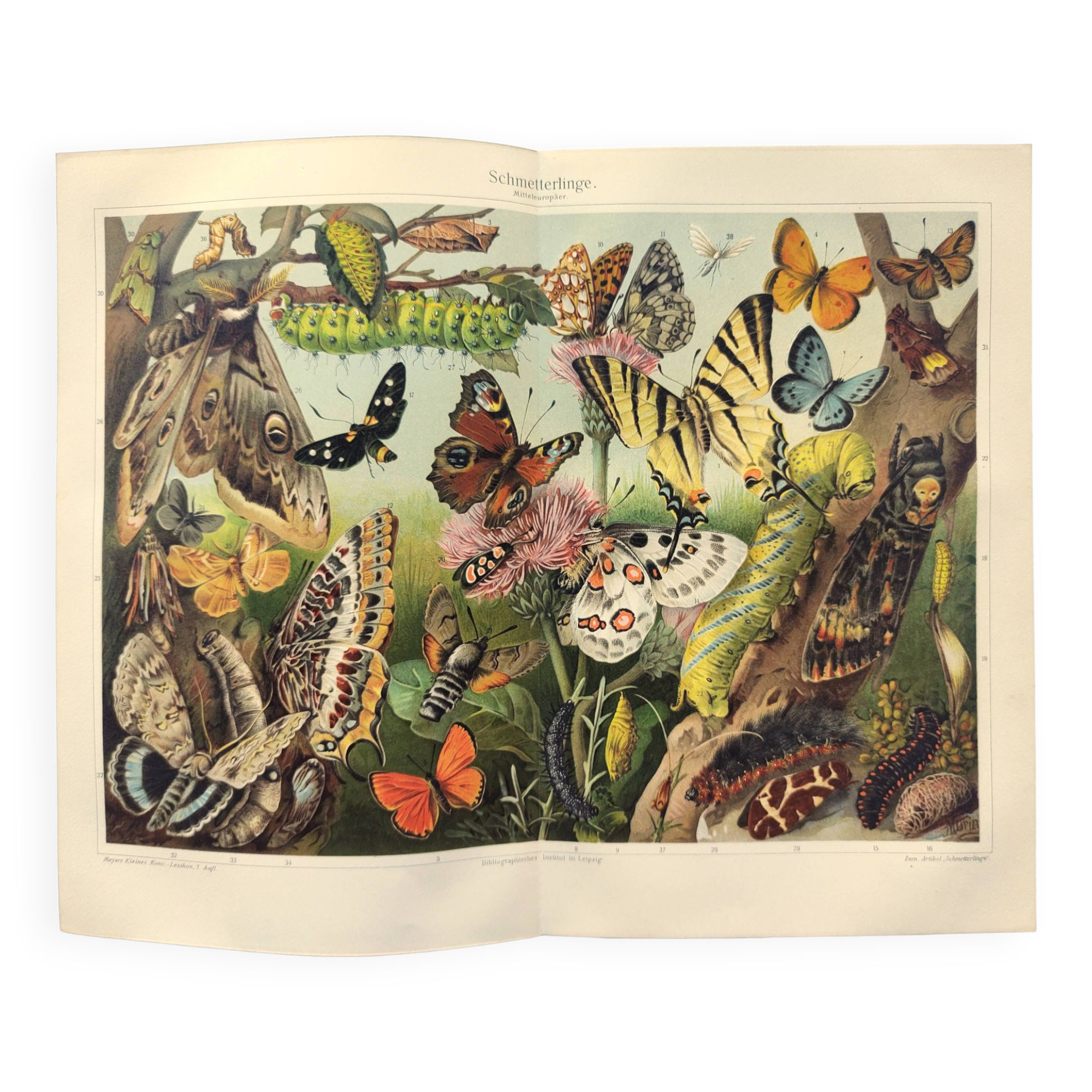 Plate from 1909 - Butterfly - Old entomological poster from 1909
