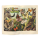 Plate from 1909 - Butterfly - Old entomological poster from 1909
