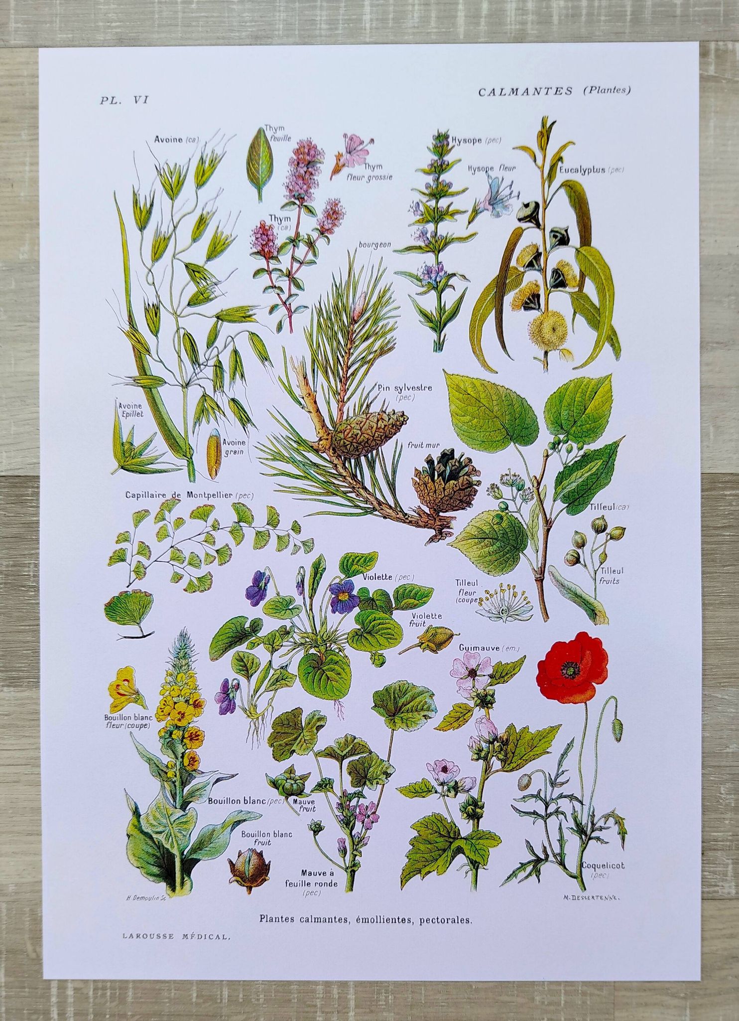 Affiche sur les plantes calmantes, d'après une lithographie de 1928
